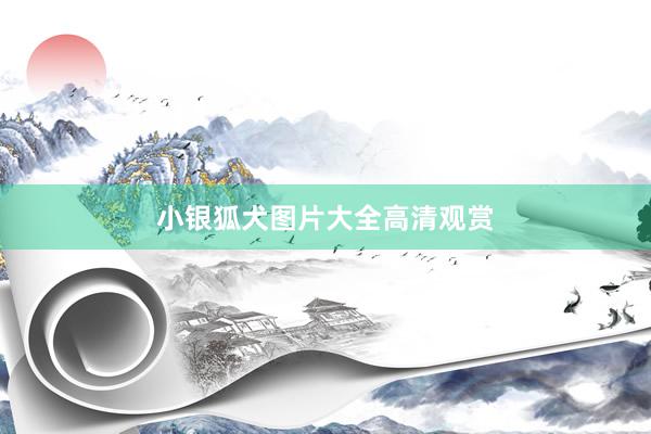 小银狐犬图片大全高清观赏